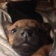 animal rescue, shelby, cliffords army rescue, shelby, north carolina
