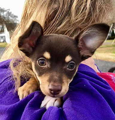 Clifford's Army Rescue, animal rescue, animal shelter, cleveland animal shelter
