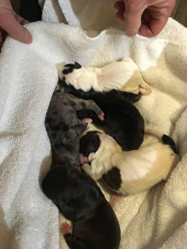 clifford's animal rescue, not animal control, saving lives, puppies for adoption