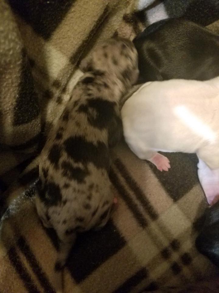 clifford's army rescue, care, shelby, not animal control, animal shelter