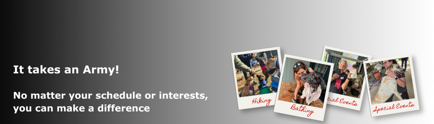 VolunteerHeader2